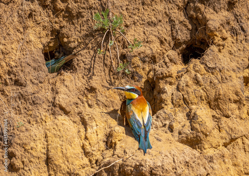 Birds bee-eater or Merops apiaster on the slope of the cliff one digs a hole the second sits next to it photo