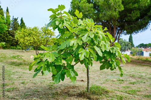 The fig tree. small tree that will soon bear fruit in a garden for own consumption (Ficus carica) photo