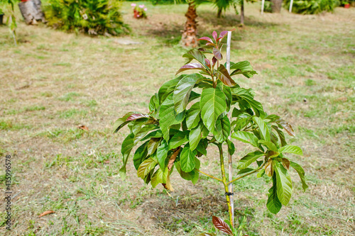 The avocado tree. small tree that will soon bear fruit in a garden for own consumption (Persea americana)