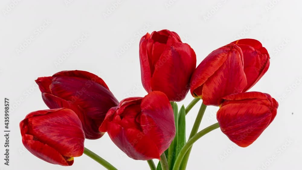 Beautiful red tulip flowers background. Beautiful bouquet of Red tulips on a white background. Timelapse of red tulip flowers opening. Springtime. Mother's day, Holiday, Love, birthday, Easter