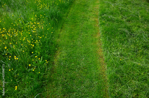 path mowed by a mower on a narrow sidewalk. low grass surrounded by a meadow with yellow flowers. different ways of meadow care. mowing hay photo