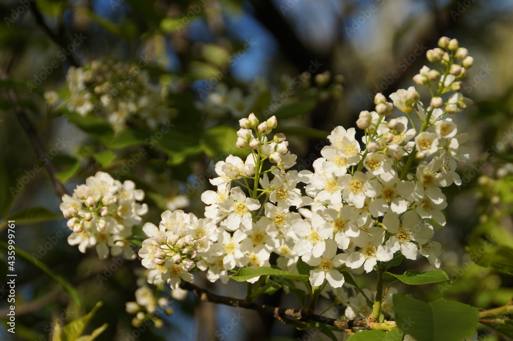blossoming tree blossoming tree