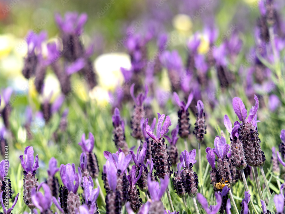 Obraz premium ラベンダーの花
