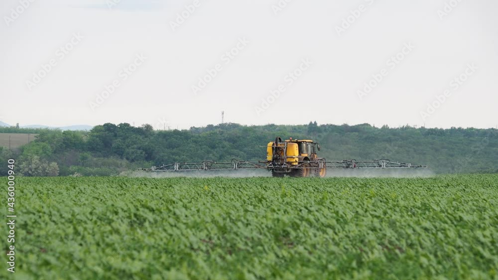 Tractor spraying pesticide on a field of young plant of sunflowers Tractor spraying pesticide on a field of young plant of sunflowers