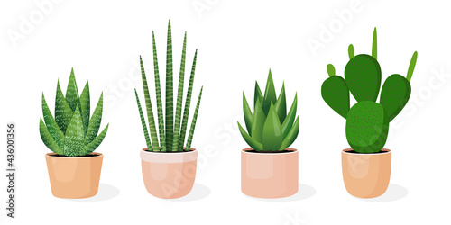 Set of plants in pots. Vector illustration of aloe, cactus, haworthia, sansevieria isolated on white background. Trendy home decor with plants, urban jungle. Succulents.