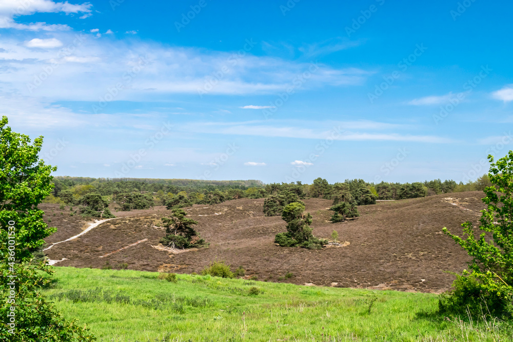 A hilly panoramic landscape with a hiking trail, heather valleys and gnarled pine trees against a bright blue sky, soft focus. Nature in the Netherlands, province of Limburg.