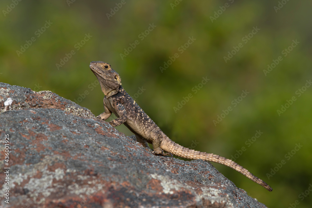 Spiny lizard (Laudakia stellio) on the rock Spiny lizard (Laudakia stellio) on the rock