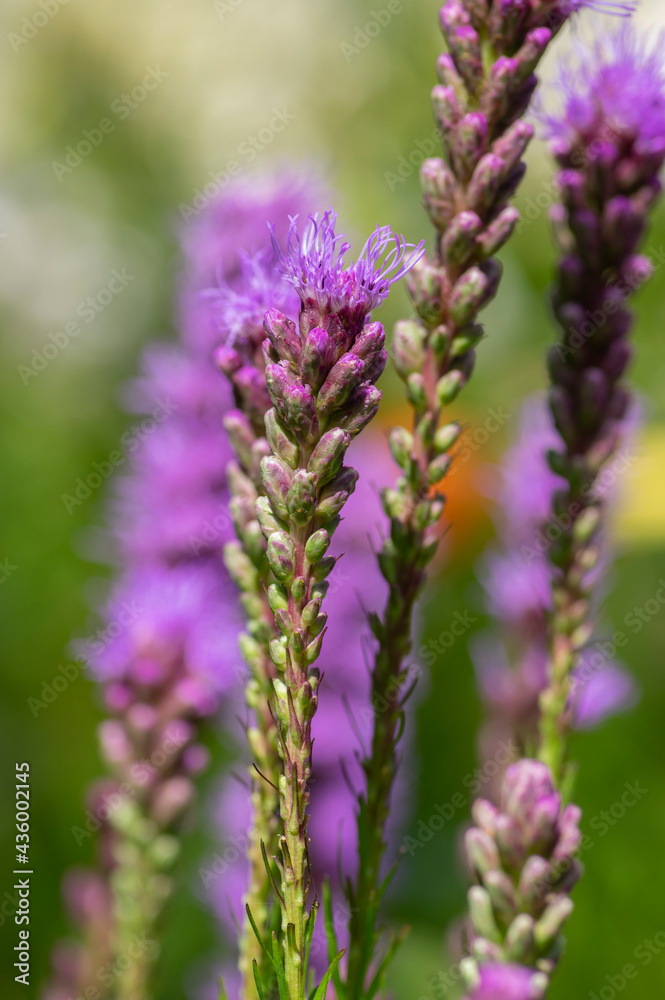 Liatris spicata deep purple flowering plant, group of flowers on tall stem in bloom Liatris spicata deep purple flowering plant, group of flowers on tall stem in bloom