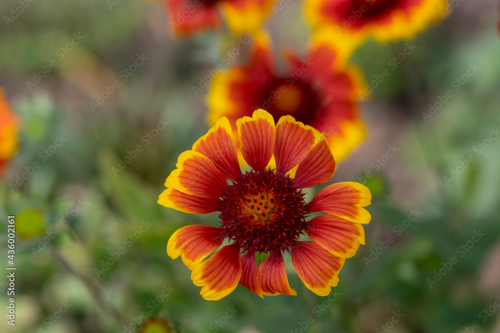Gaillardia aristata red yellow flower in bloom, common blanketflower bright colorful flowering plant, green leaves Gaillardia aristata red yellow flower in bloom, common blanketflower bright colorful flowering plant, green leaves