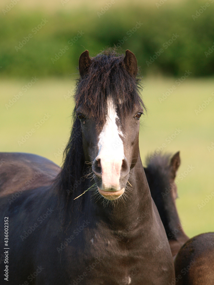 Obraz premium Welsh Pony Headshot
