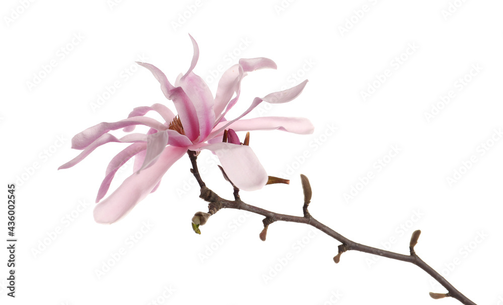 Magnolia tree branch with beautiful flower isolated on white Magnolia tree branch with beautiful flower isolated on white