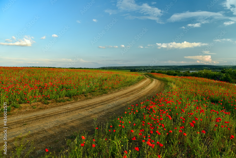 dirt road among fields with red poppy flowers.