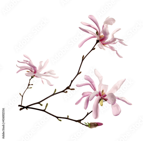 Magnolia tree branch with beautiful flowers isolated on white © New Africa