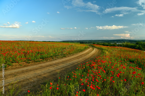 dirt road among fields with red poppy flowers.