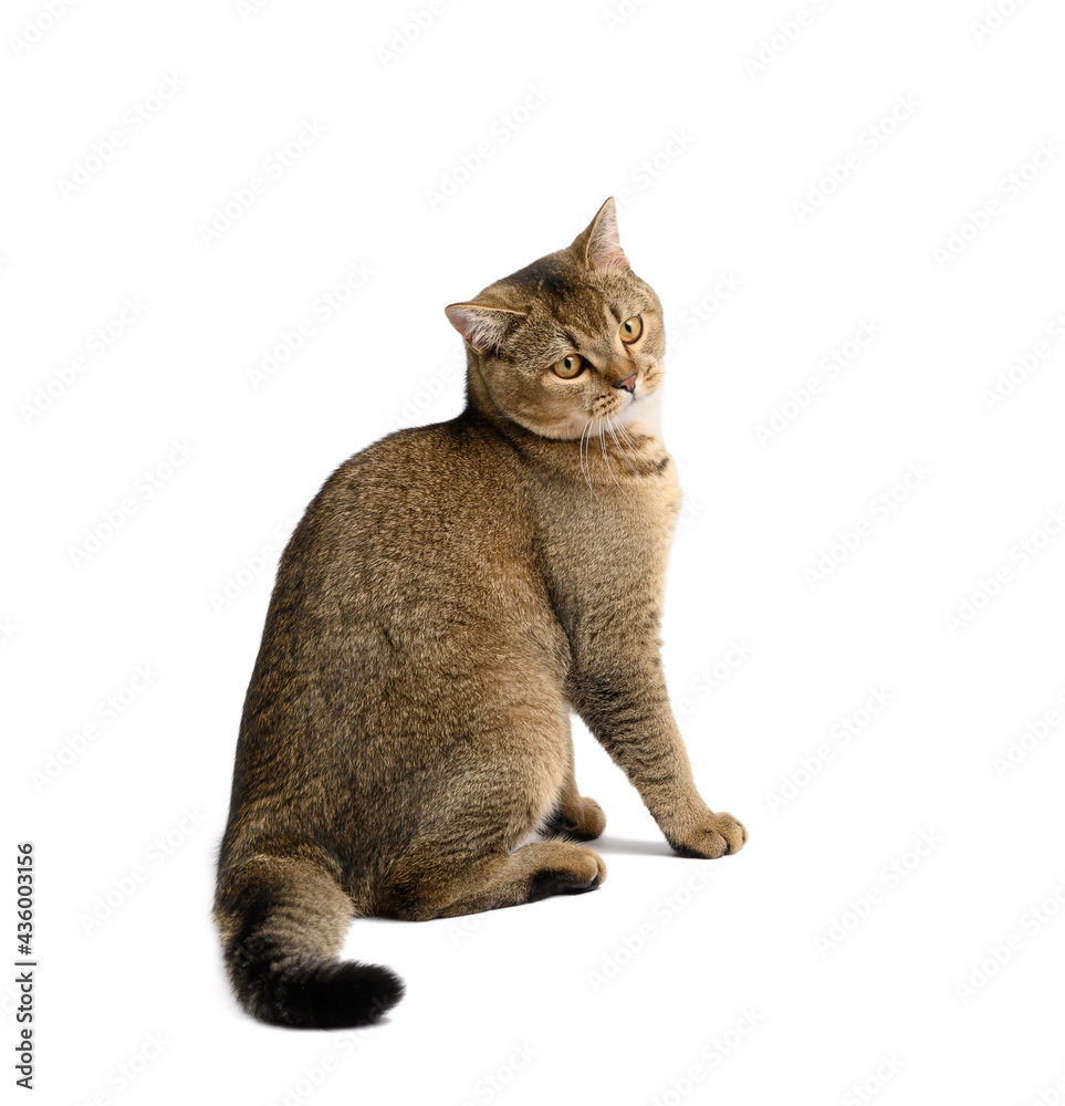 adult gray Scottish straight cat sits on a white isolated background