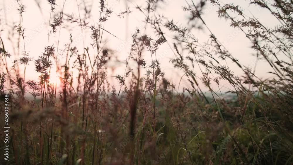 moving through the plantation at sunset time. closeup of plant branches moving through the plantation at sunset time. closeup of plant branches