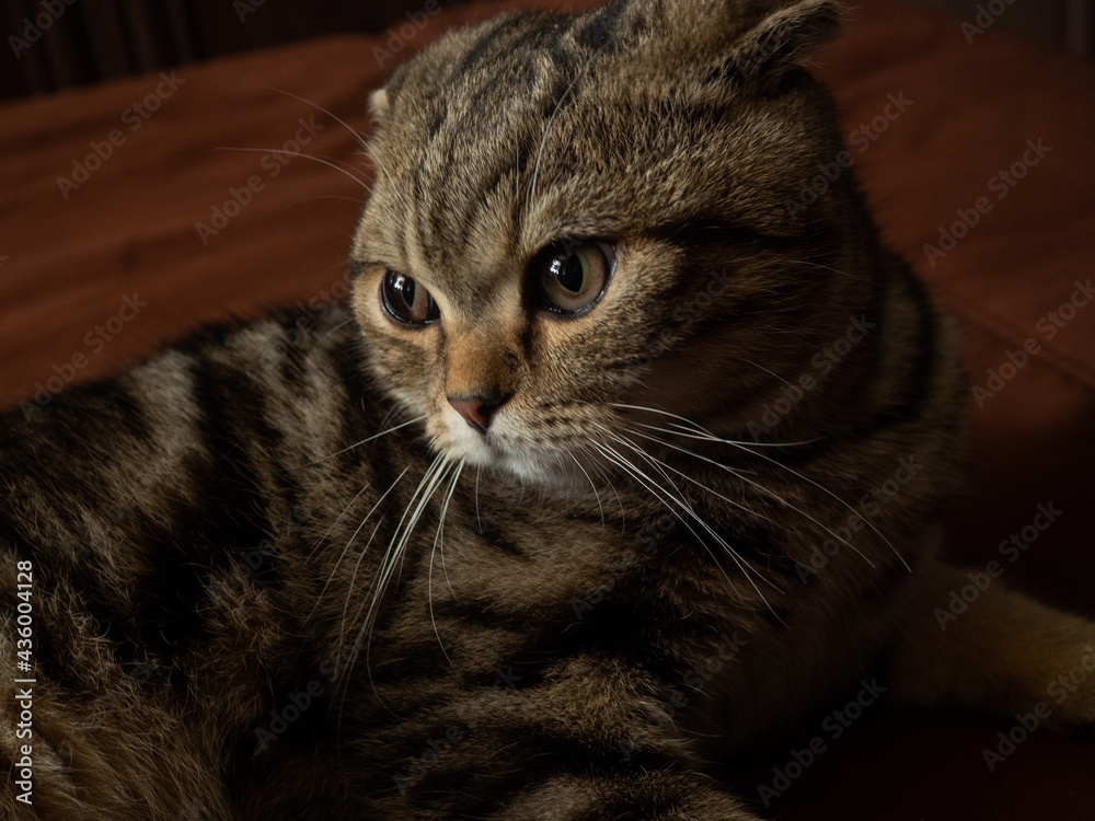 portrait of a Scottish fold cat close-up portrait of a Scottish fold cat close-up