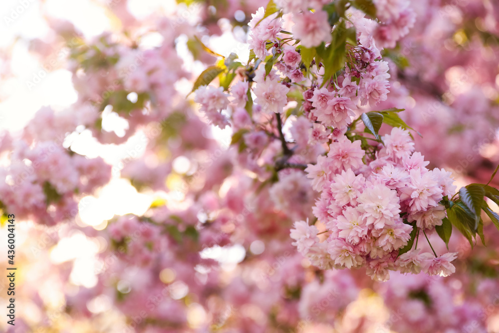 Beautiful blossoming sakura outdoors on sunny spring day, space for text Beautiful blossoming sakura outdoors on sunny spring day, space for text