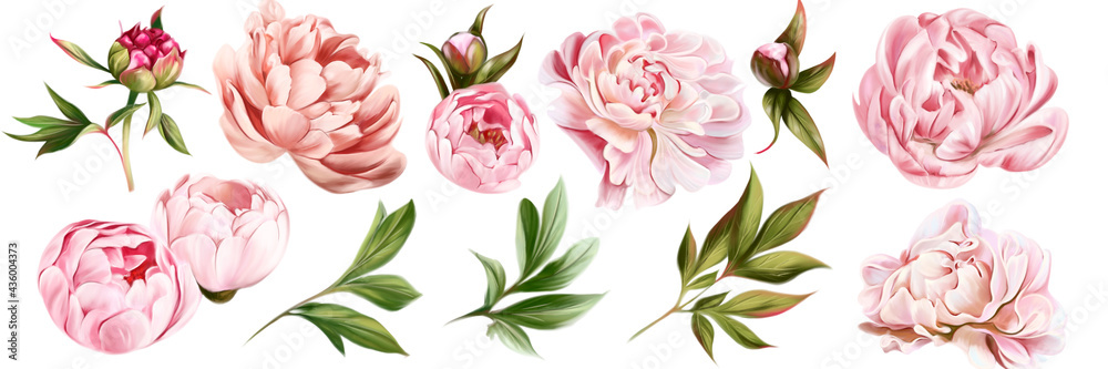 A set of watercolor floral elements. Peony flower, burgundy, dark pink, green leaves. Wedding concept-flowers. Flower poster, invitation.Composition for the design of a greeting card or invitation