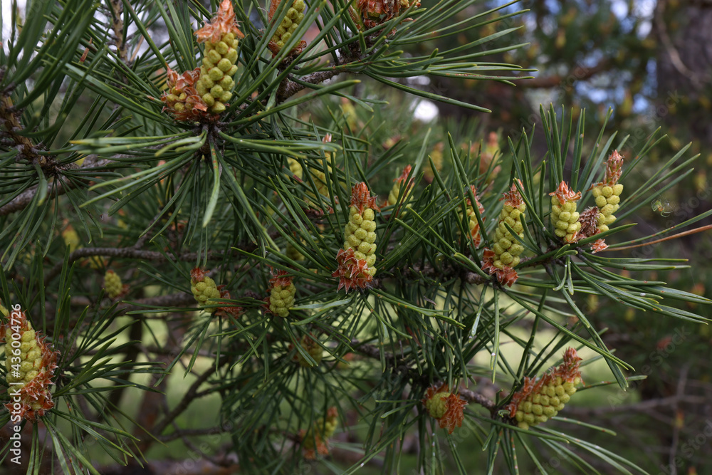 Blooming pine tree in the forest in spring