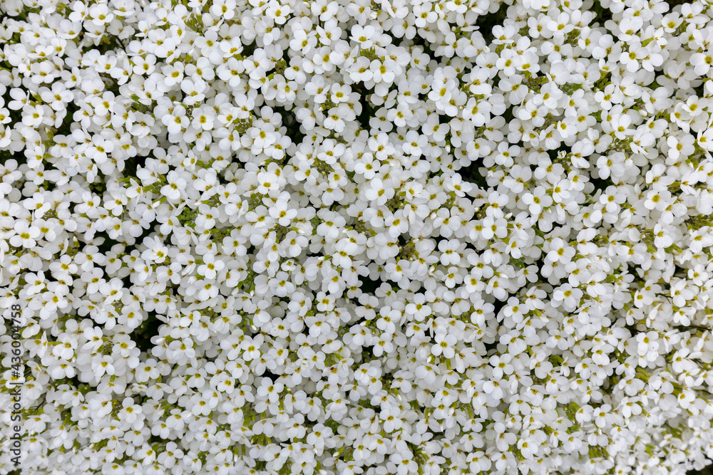 Spring scattering of white Aubrieta flowers among large stones in the garden. Ground cover ornamental plant white Aubrieta during spring flowering. Spring scattering of white Aubrieta flowers among large stones in the garden. Ground cover ornamental plant white Aubrieta during spring flowering.