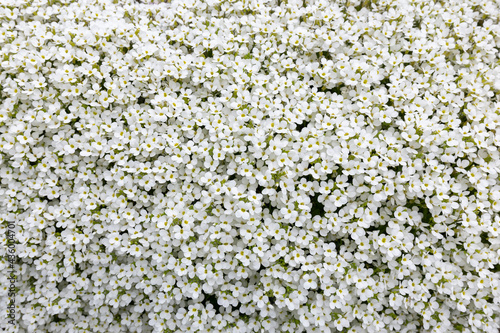 Spring scattering of white Aubrieta flowers among large stones in the garden. Ground cover ornamental plant white Aubrieta during spring flowering. "White Aubrieta" flowers or Aubretia flowers.