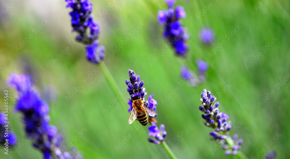 Fototapeta premium Lavendel – Lippenblütler Zierpflanze, Gewinnung von Duftstoffen, Heilpflanze, Hummel