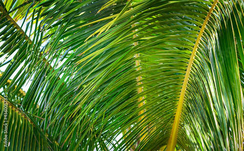 Palm Tree Leaf green Background © Gita