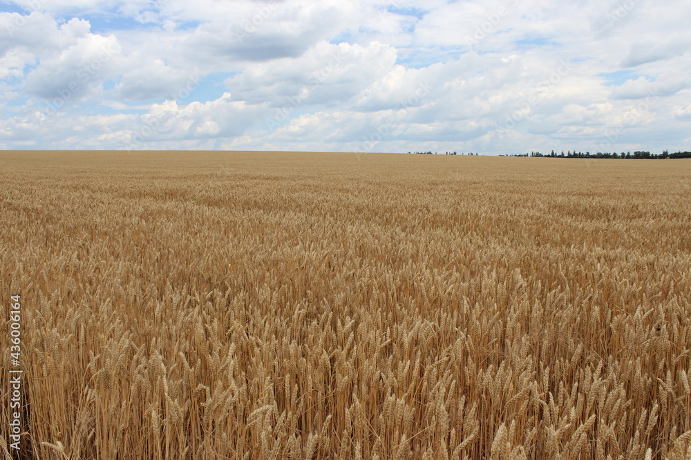 field of wheat