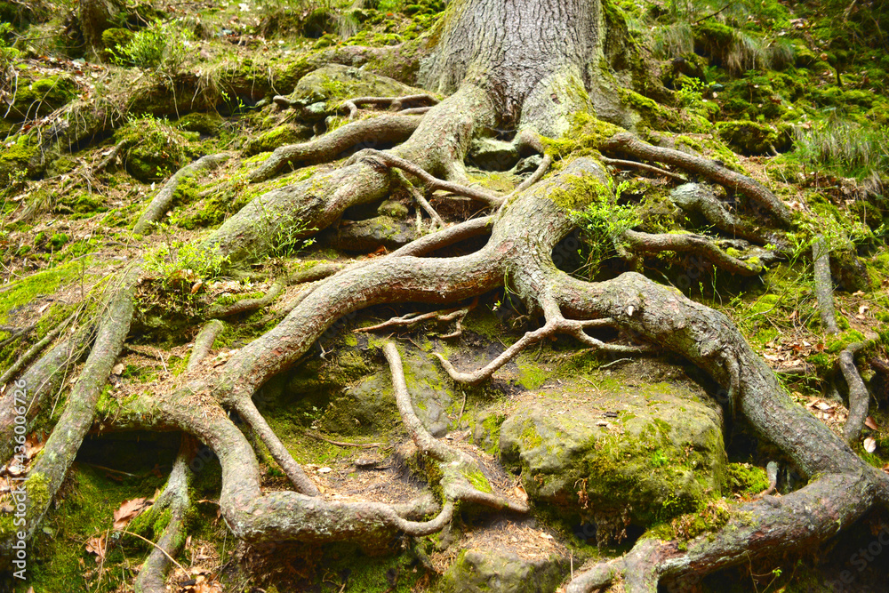 Big roots on a tree on rocky ground Big roots on a tree on rocky ground