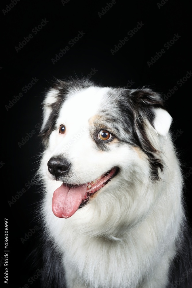 australian shepherd isolated on black australian shepherd isolated on black