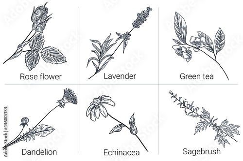 Herbal collection of vector hand drawm plants, sagebrush, echinacea flower, dandelion, green tea, rose flower, lavender