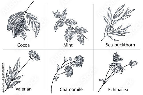 Floral hand drawn collection of sea buckthorn, peppermint, valerian, echinacea, cacao beans, chamomile flower, herbs