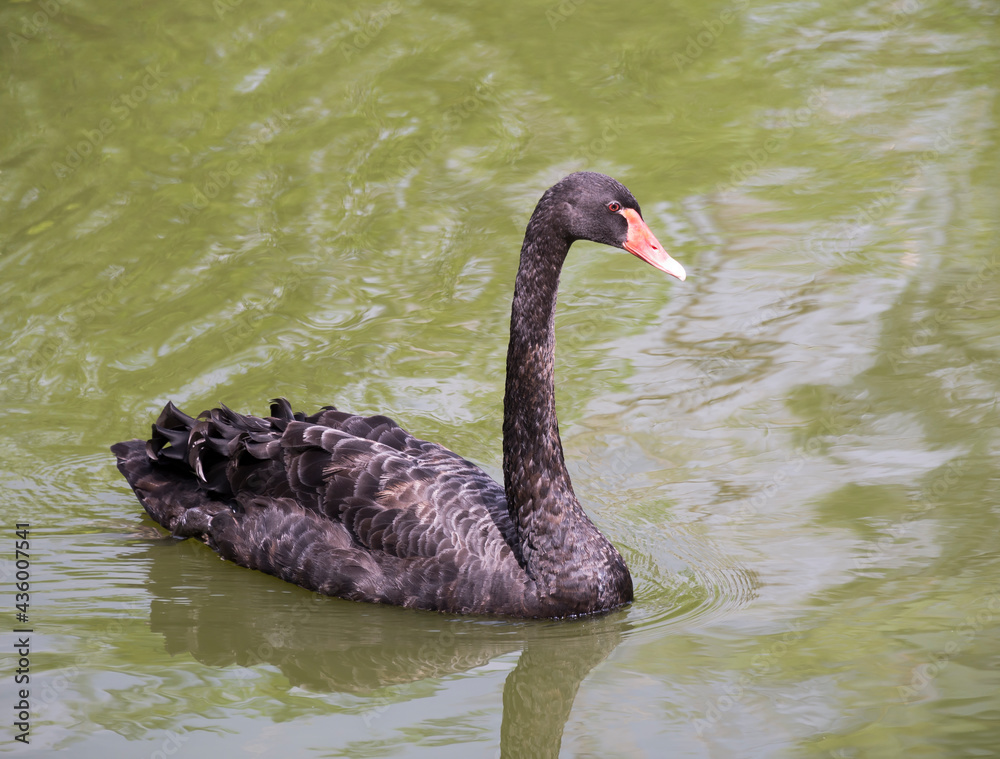 Obraz premium Black swan