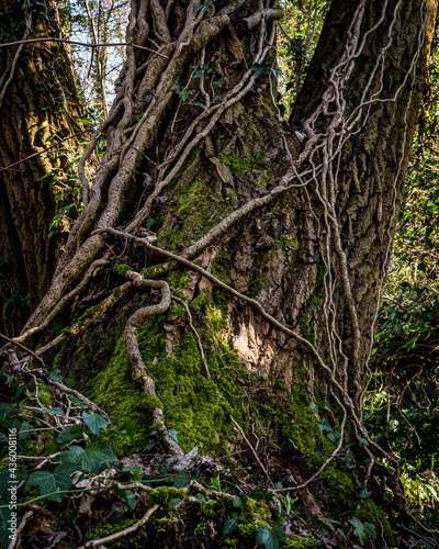 tree in the forest with vines