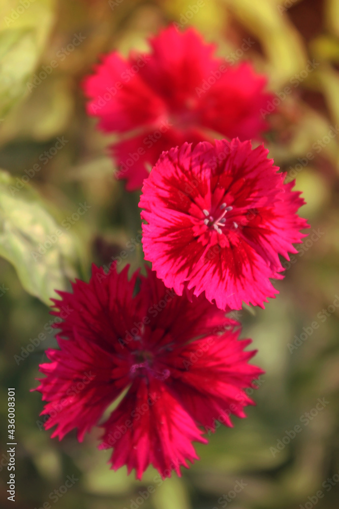 three red dahlia flower closeup sunset photo three red dahlia flower closeup sunset photo