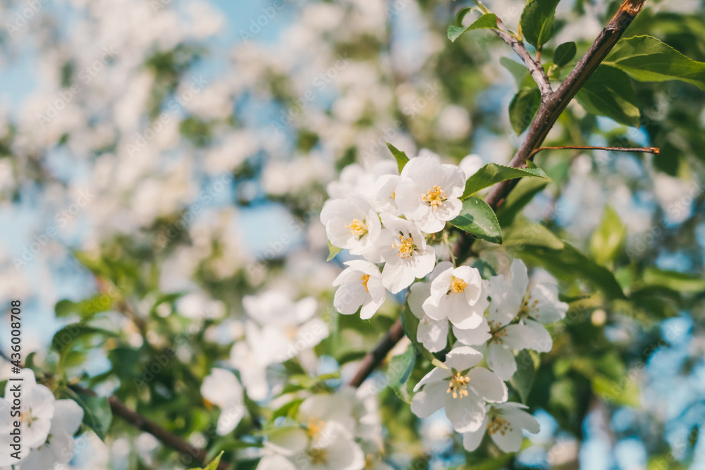 Blooming apple tree close-up. Bright spring photo. Beautiful white flowers. Great image for postcards. The concept of spring, summer, flowering.
