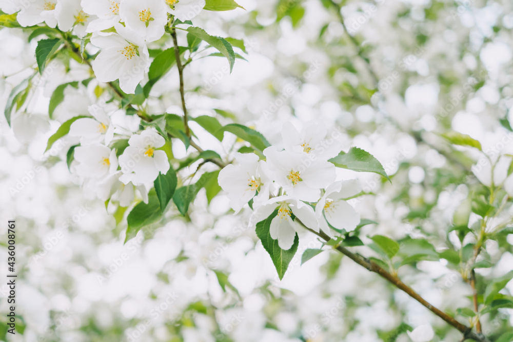 Blooming apple tree close-up. Bright spring photo. Beautiful white flowers. Great image for postcards. The concept of spring, summer, flowering.	