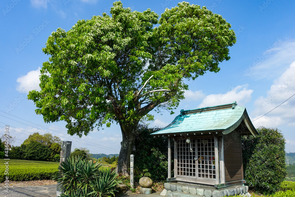 旧東海道の三大難所「小夜の中山」、茶畑の祠（白山神社）