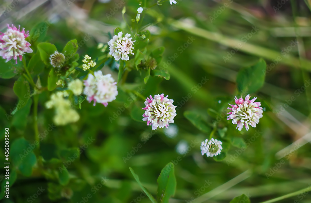 White clover flowers. Trifolium repens plants White clover flowers. Trifolium repens plants