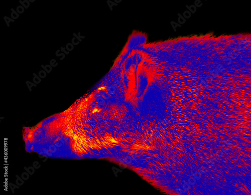 Wild boar in scientific high-tech thermal imager on black background isolated. Animals and temperature in hidden conditions. Big game hunting in infrared device