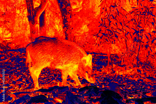 Wild boar in scientific high-tech thermal imager in forest. Animals and temperature in hidden conditions. Big game hunting in infrared device photo