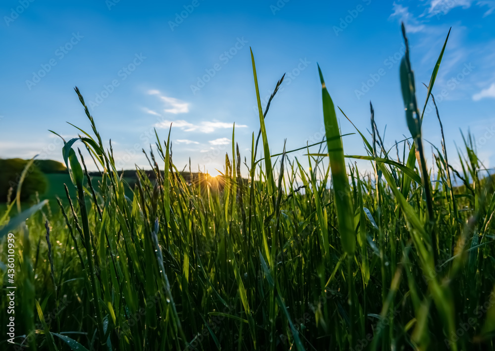 Obraz premium Gras Wiese Sonnenuntergang Halme grün Froschperspektive Weitwinkel blauer Himmel Gegenlicht nah Sonne Licht Weide Landschaft selektive Schärfe Pflanze Frühling Natur Mai Jahreszeit wachstum 