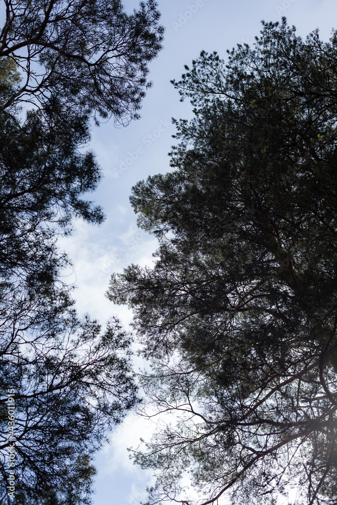 View of treetops with sky behind View of treetops with sky behind