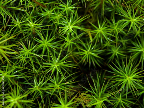 Closeup on green moss growing in beautiful pattern