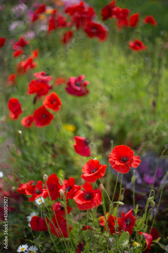 A glade of red poppies and other flowers. Beautiful bokeh in a retro style. Summer sunny day. There is space for text.