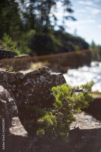 Wildlife of the Valaam nature reserve. Holy Island. A pine sprout grows from stones on the shore. The stones are covered with moss. Beautiful bokeh.