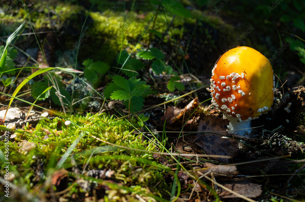 Valaam nature Reserve. A yellow-orange fly agaric grows in a green meadow. Many plants are protected by law. Valaam nature Reserve. A yellow-orange fly agaric grows in a green meadow. Many plants are protected by law.