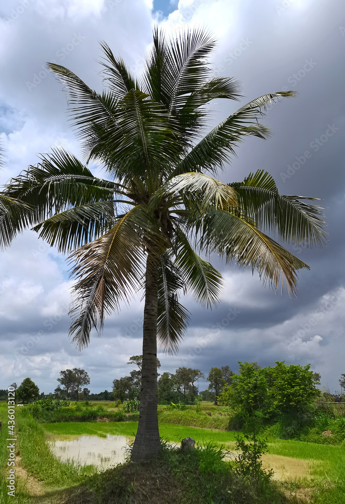 palm tree on the beach