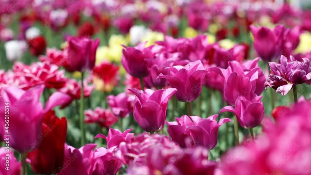 Bright beautiful pink and yellow tulips blooming on the field. Public flower garden,tulips in spring Bright beautiful pink and yellow tulips blooming on the field. Public flower garden,tulips in spring